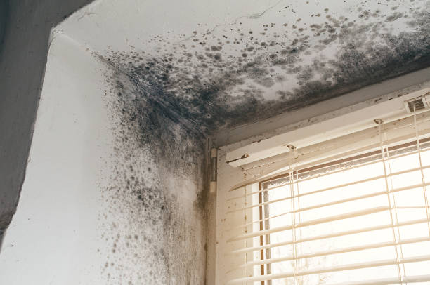 Affordable Mold Removal solutions in Washington Boro, PA
